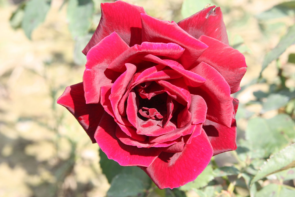 růže Papa Meilland