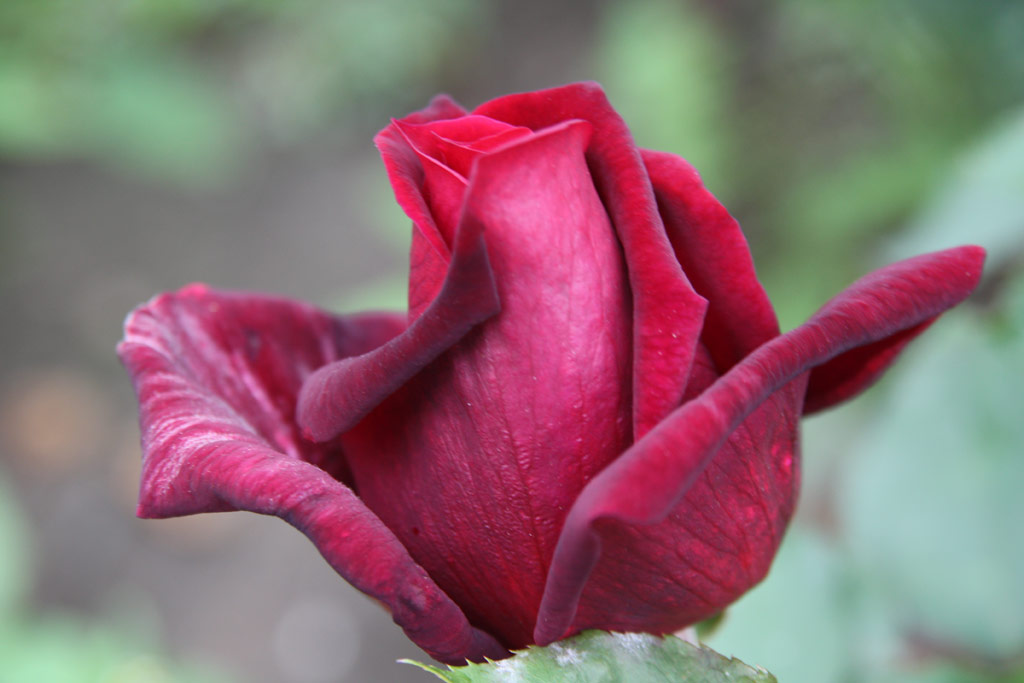 růže Papa Meilland