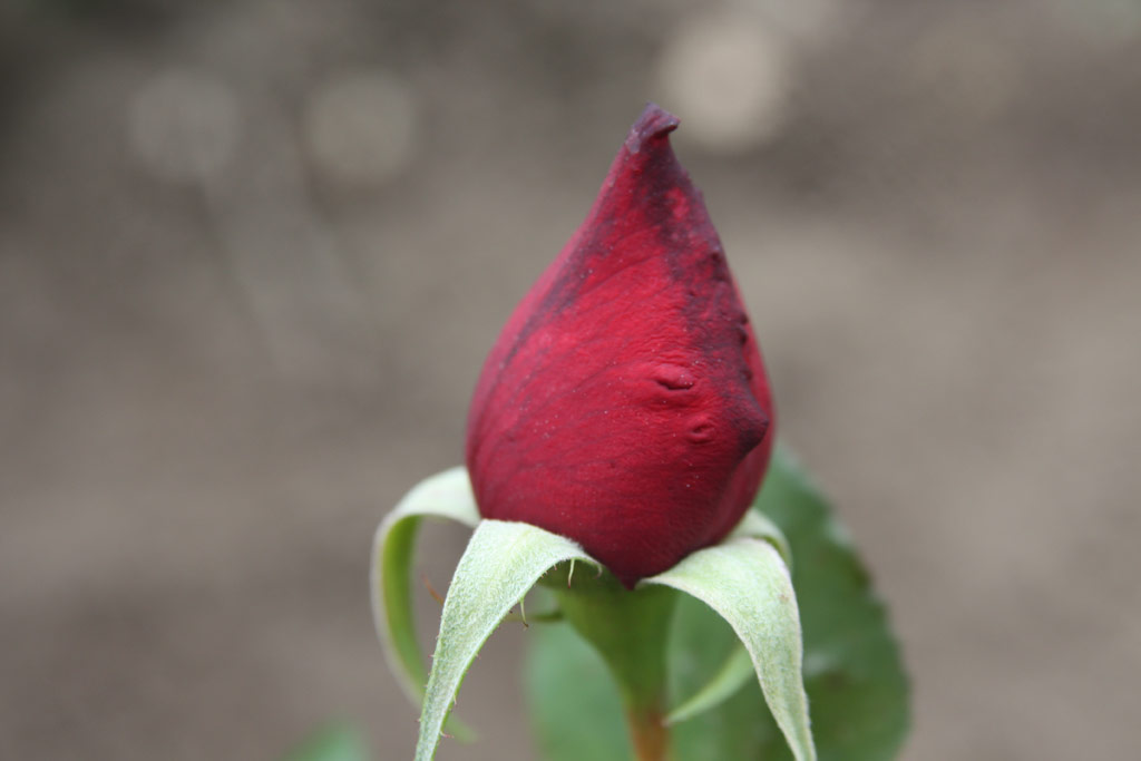 růže Papa Meilland