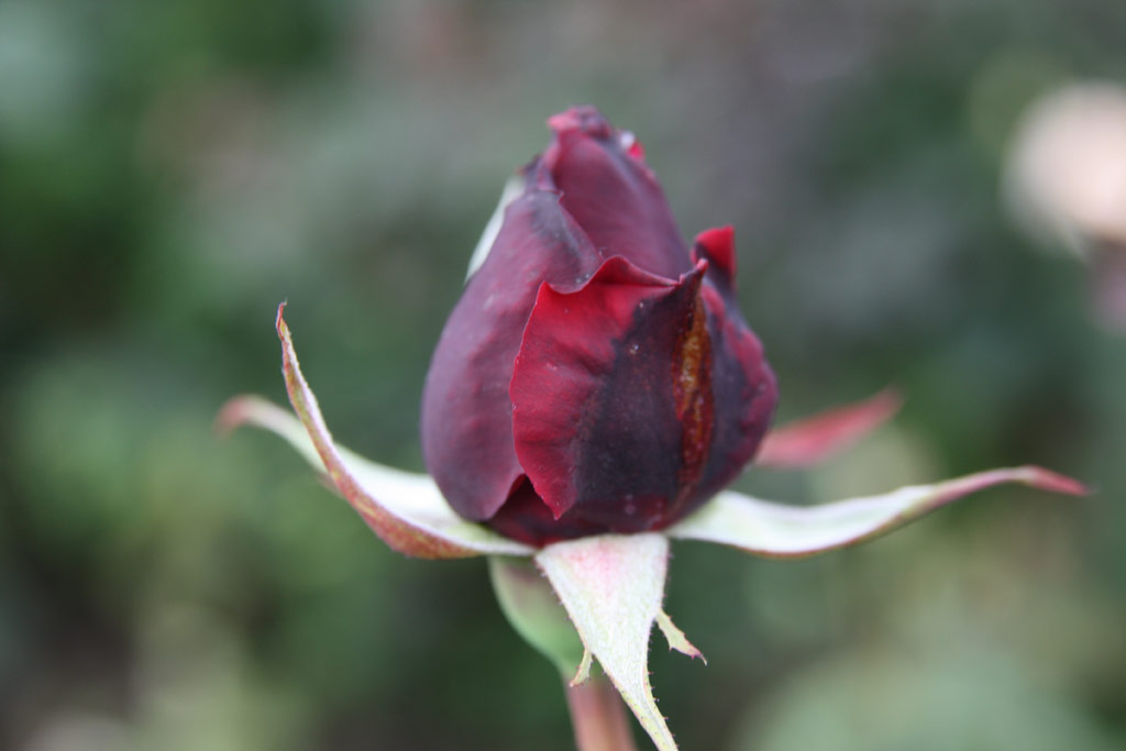 růže Papa Meilland