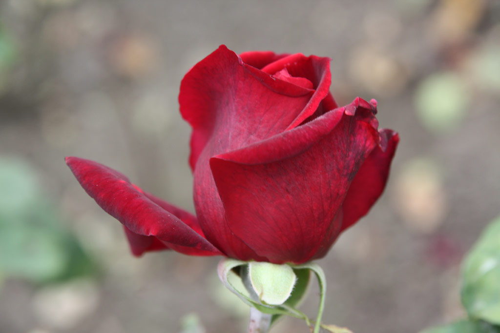 růže Papa Meilland