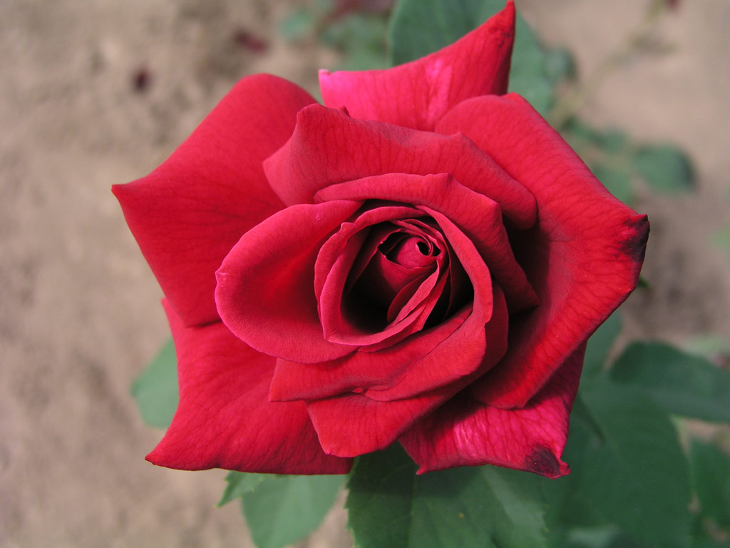 růže Papa Meilland