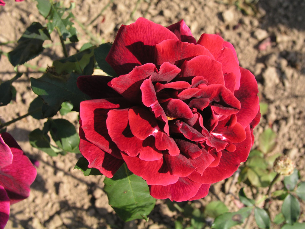 růže Papa Meilland