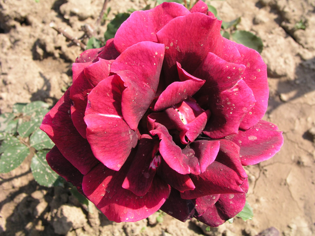 růže Papa Meilland