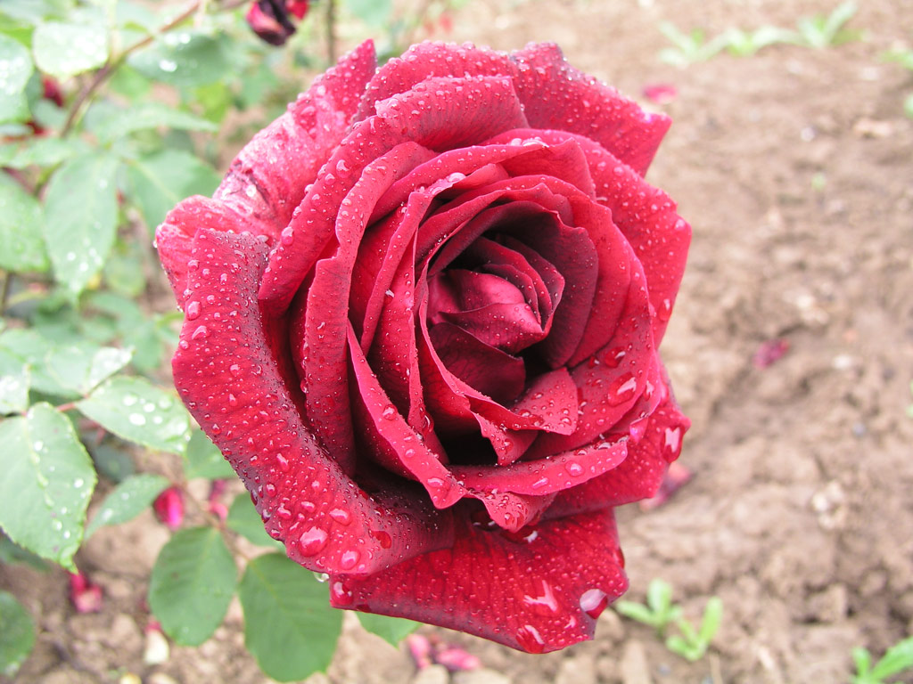 růže Papa Meilland