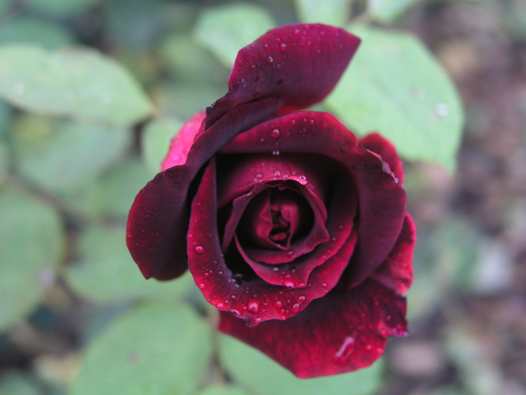 růže Papa Meilland