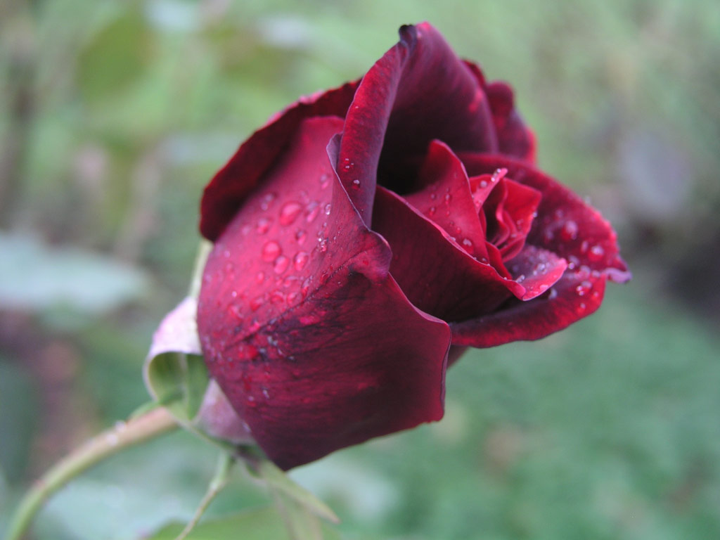 růže Papa Meilland