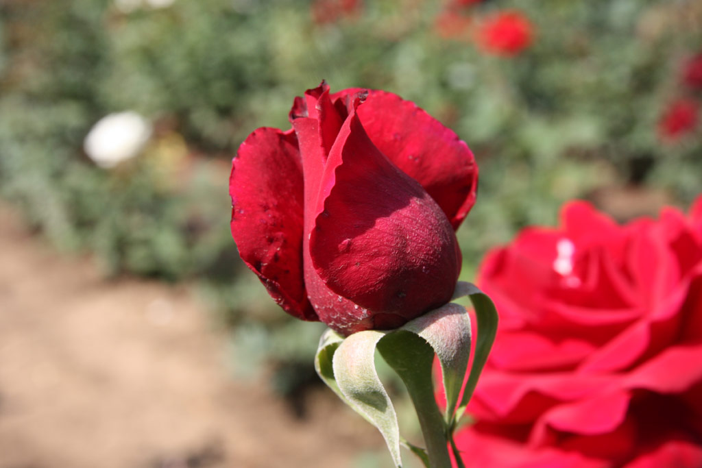 růže Papa Meilland