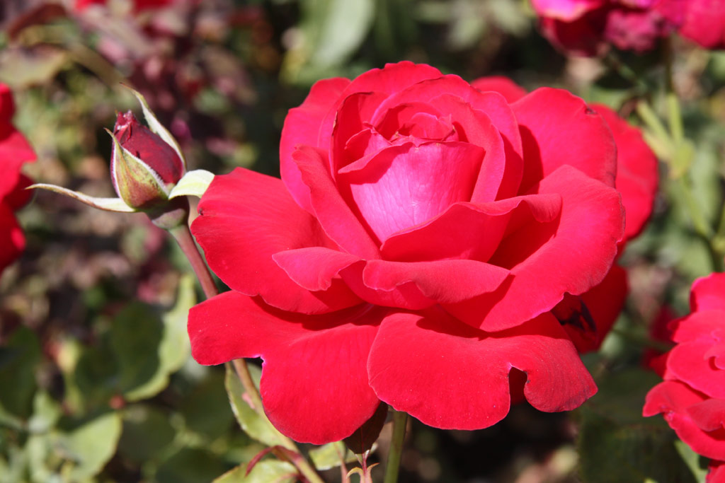 růže Papa Meilland