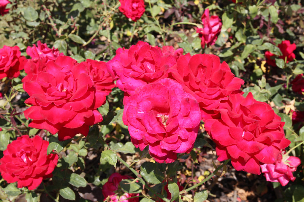 růže Papa Meilland