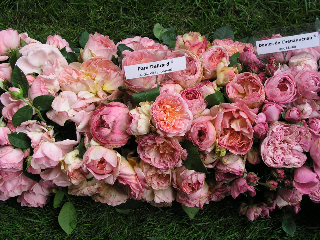 růže Papi Delbard