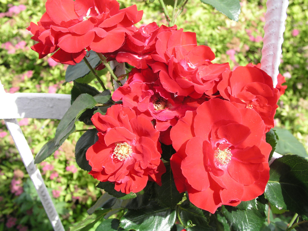 růže Parkdirektor Riggers