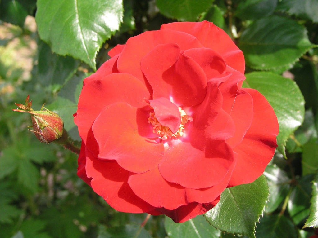 růže Parkdirektor Riggers