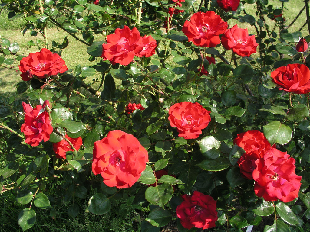 růže Parkdirektor Riggers