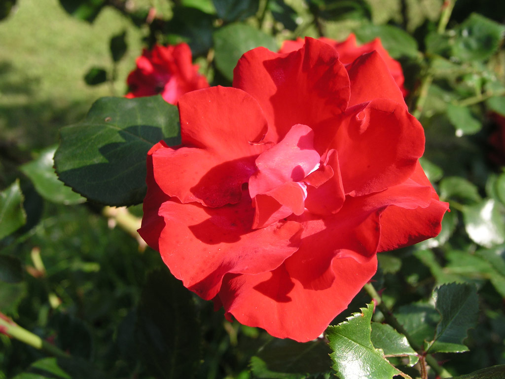 růže Parkdirektor Riggers