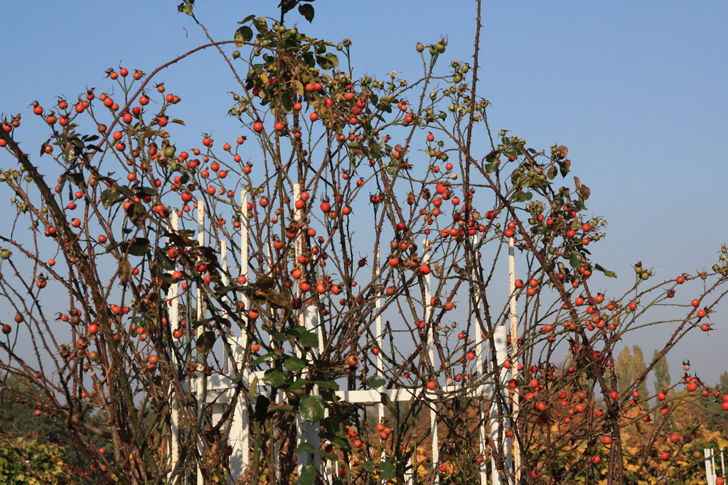 růže Parkdirektor Riggers