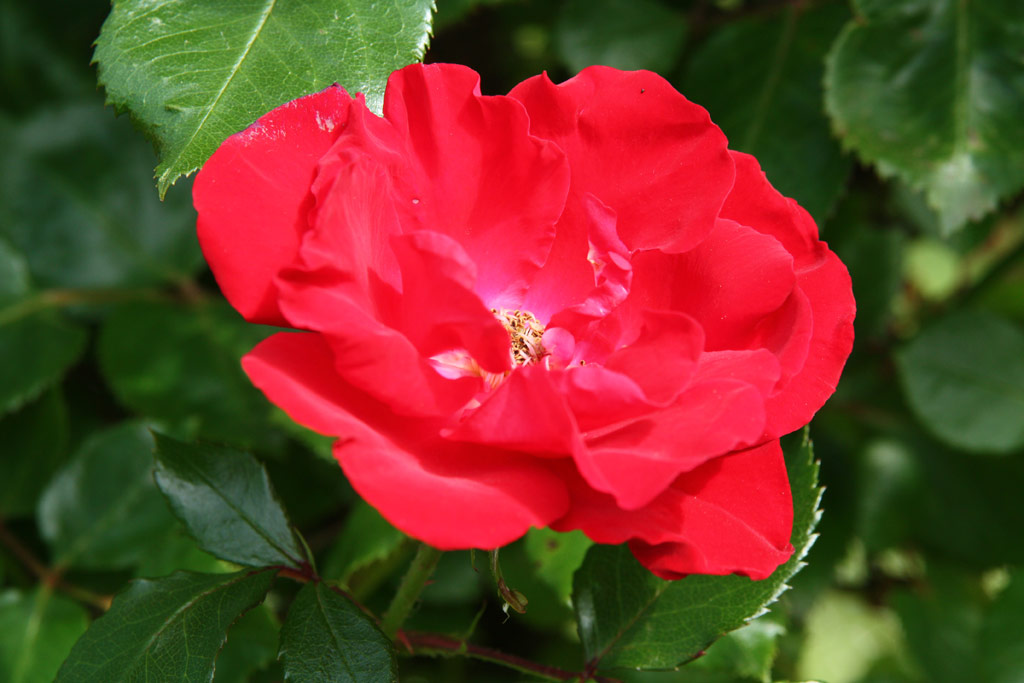 růže Parkdirektor Riggers