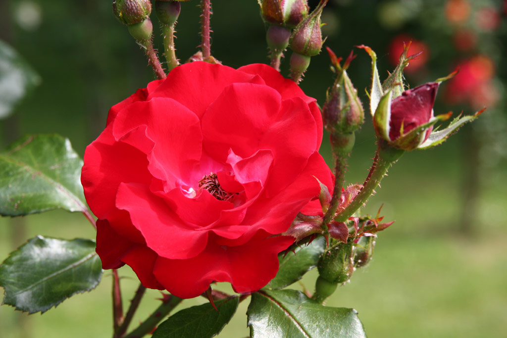 růže Parkdirektor Riggers