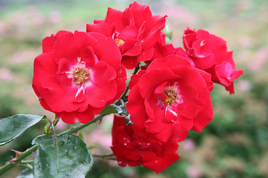 růže Parkdirektor Riggers