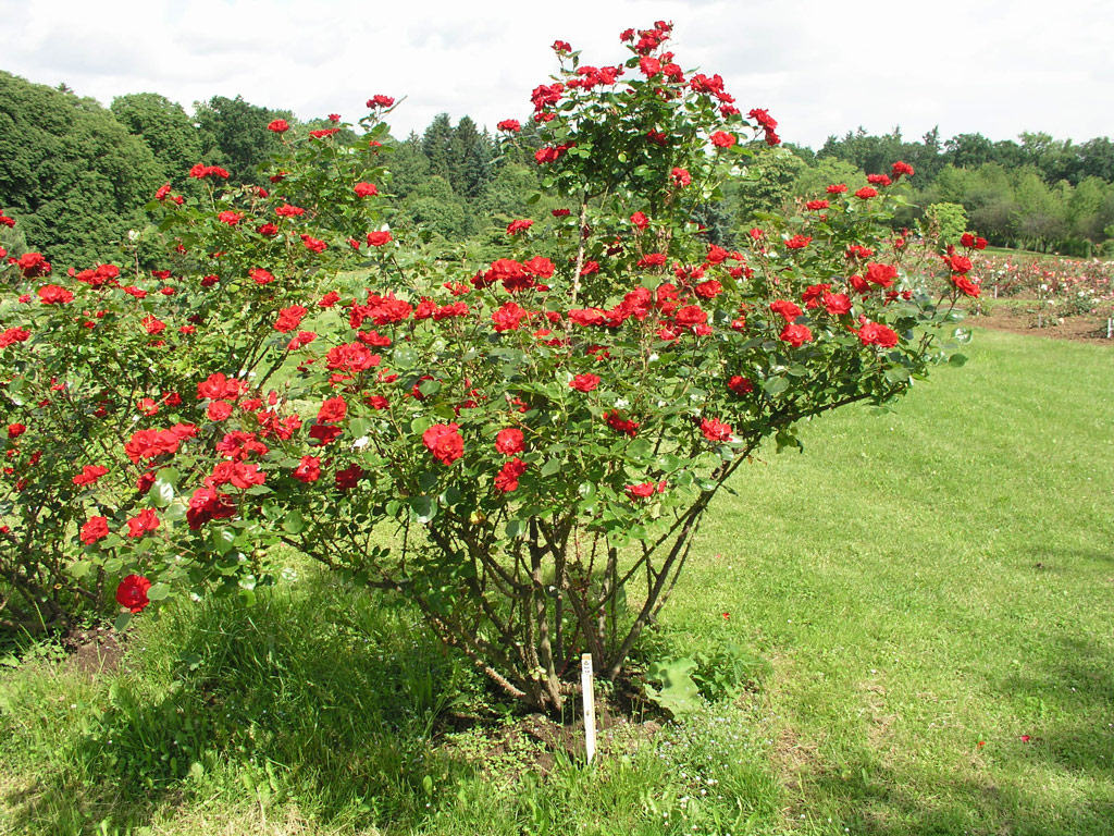 růže Parkdirektor Riggers
