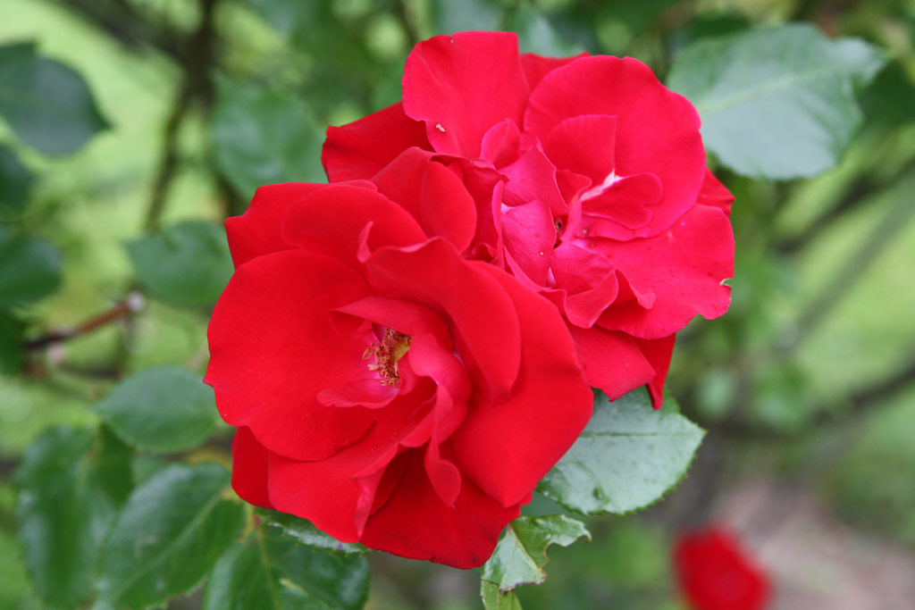 růže Parkdirektor Riggers