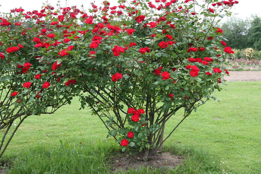 růže Parkdirektor Riggers