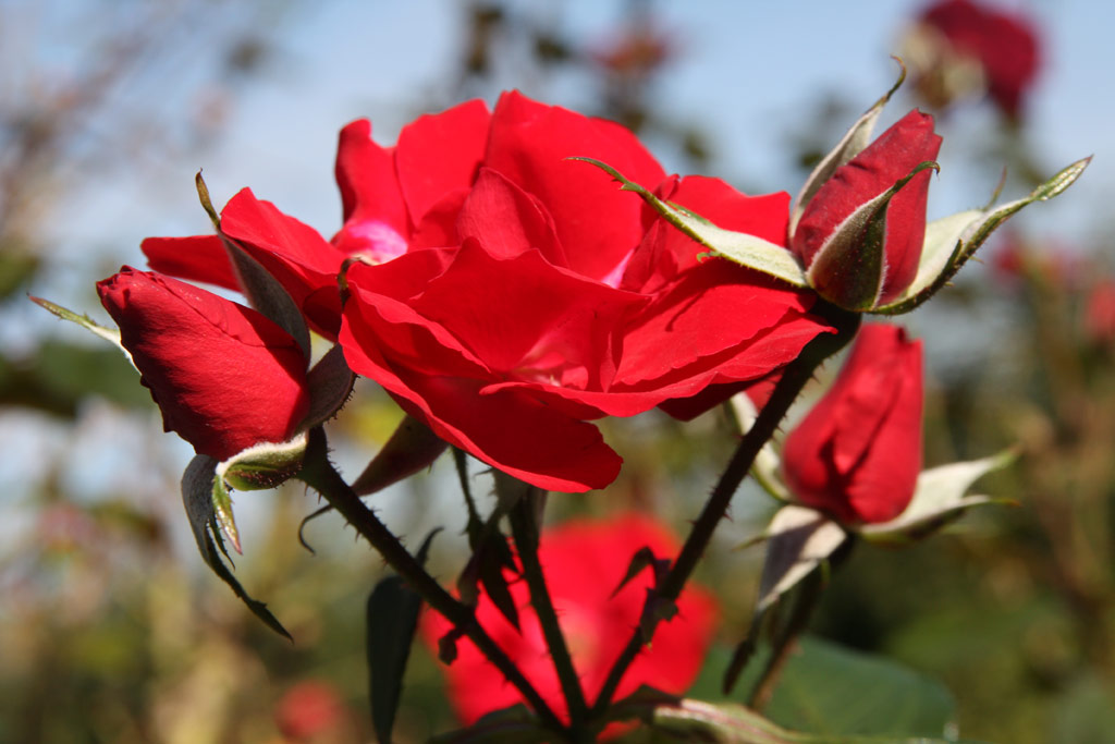 růže Parkdirektor Riggers