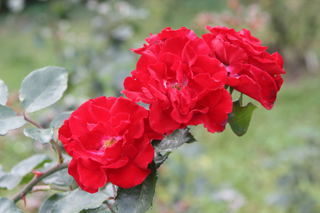 růže Parkdirektor Riggers