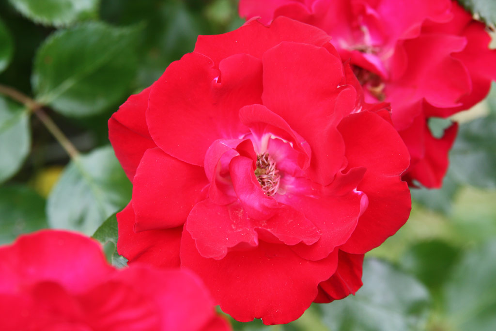 růže Parkdirektor Riggers