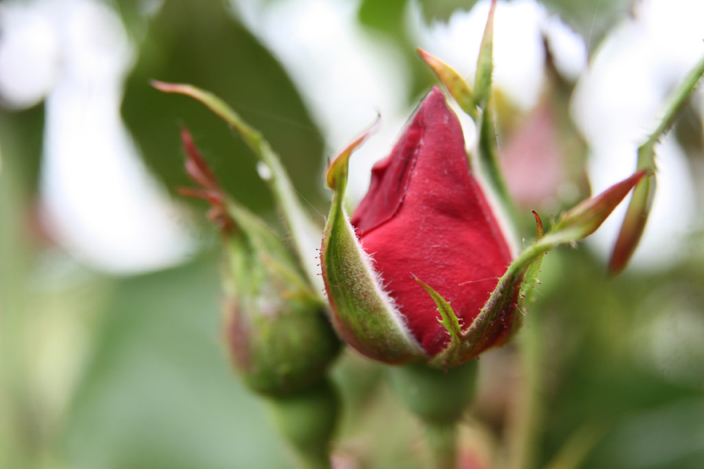 růže Parkdirektor Riggers