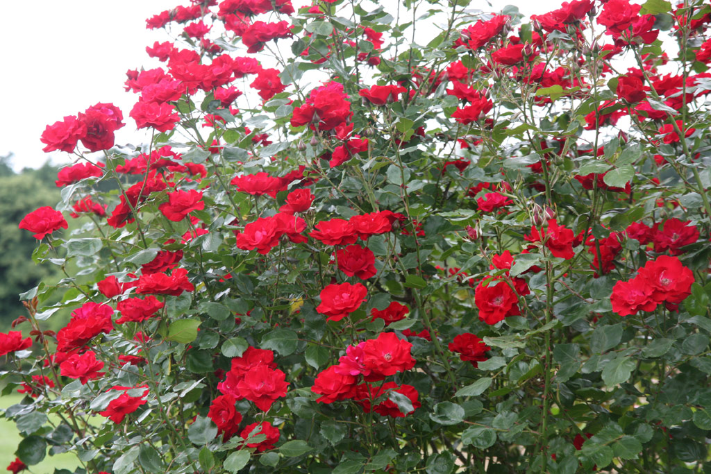 růže Parkdirektor Riggers