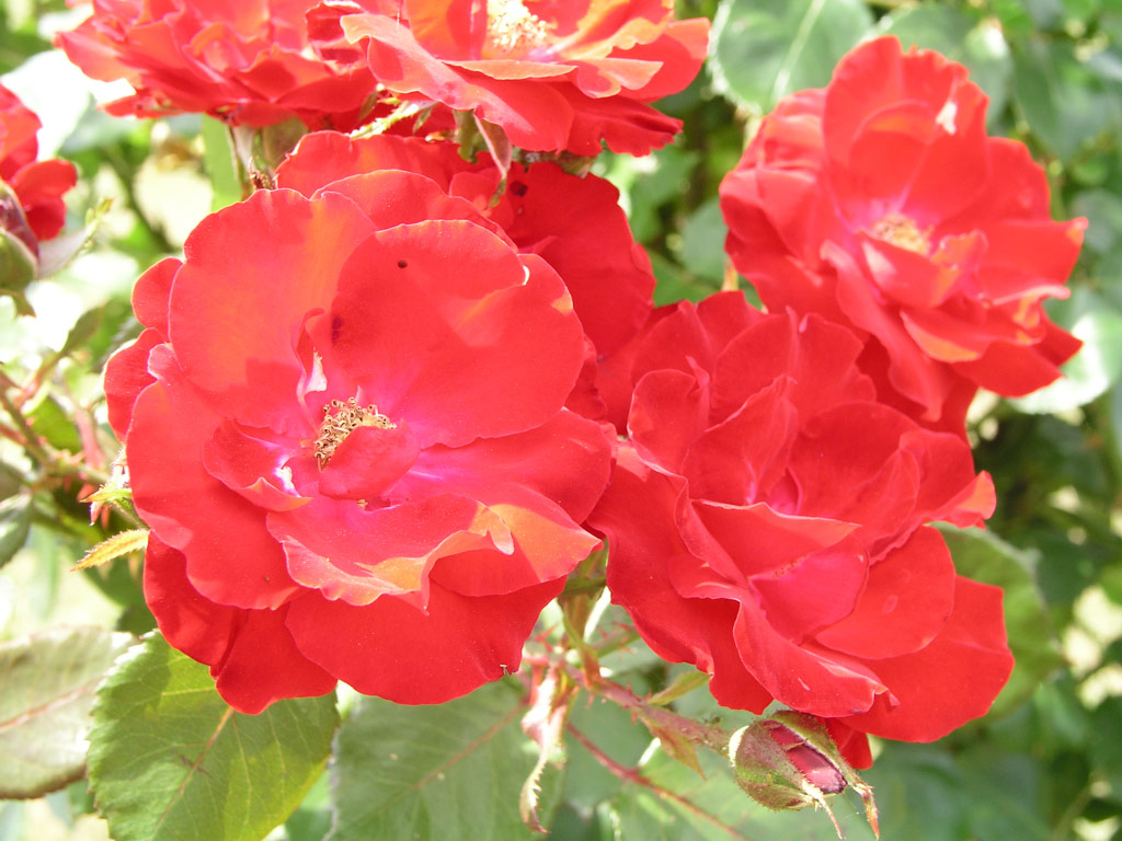 růže Parkdirektor Riggers