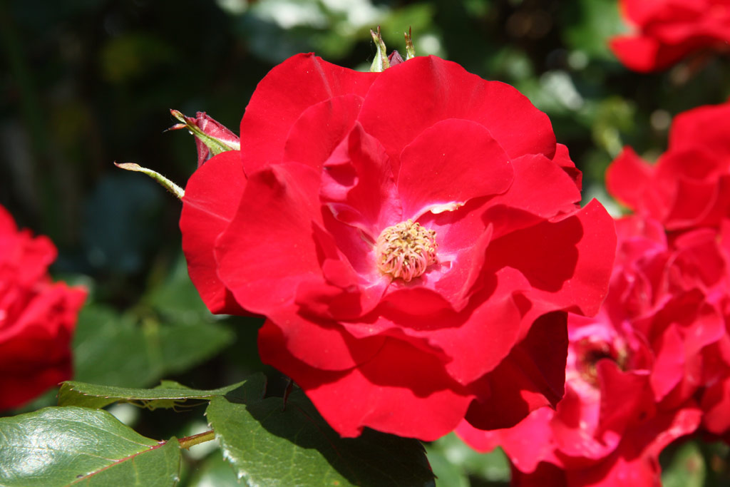 růže Parkdirektor Riggers