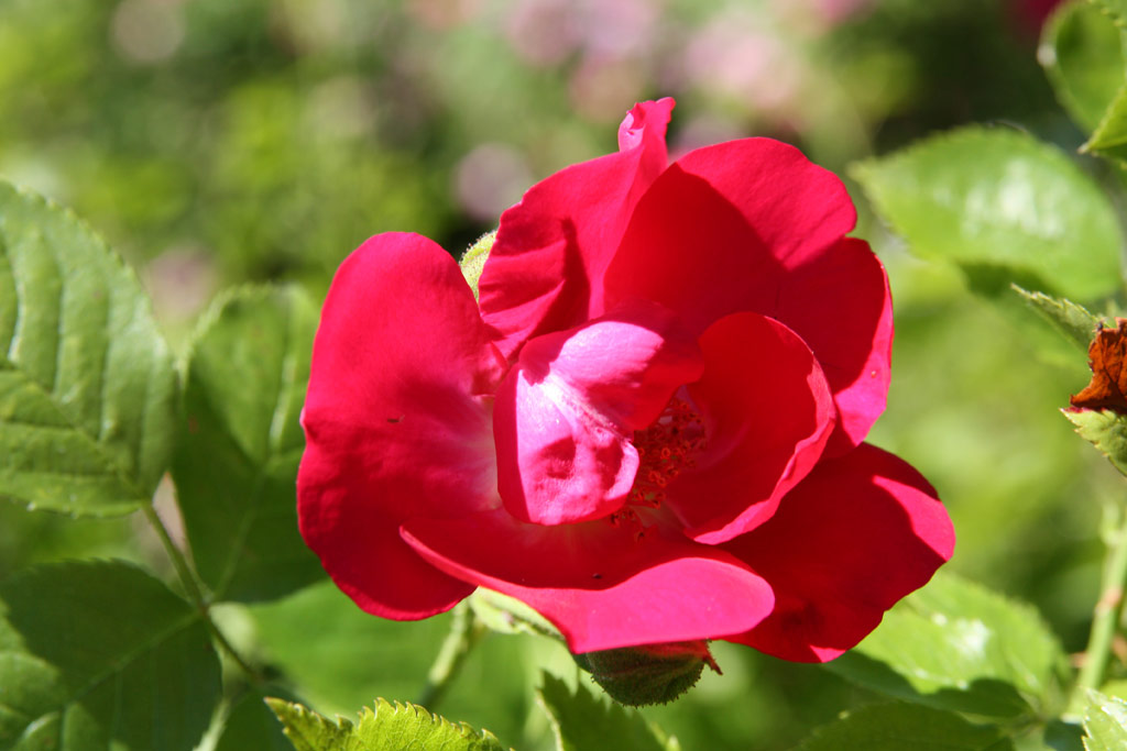 růže Parkdirektor Riggers