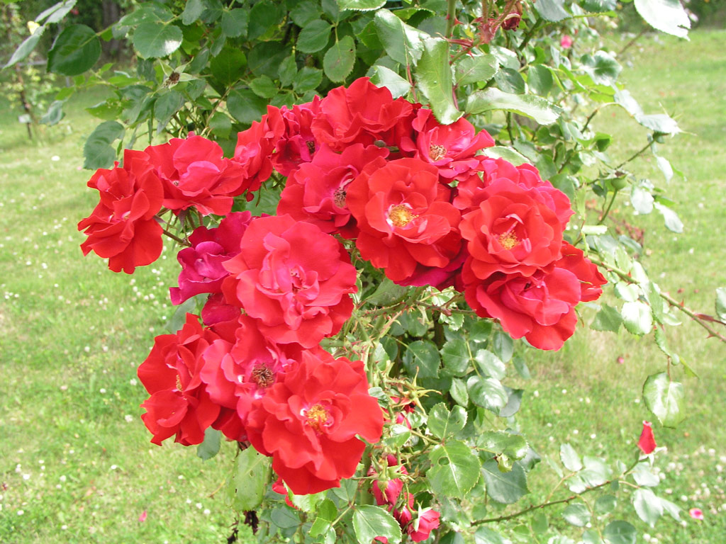 růže Parkdirektor Riggers