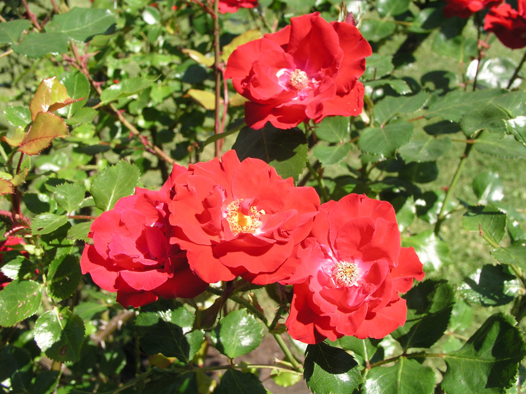 růže Parkdirektor Riggers