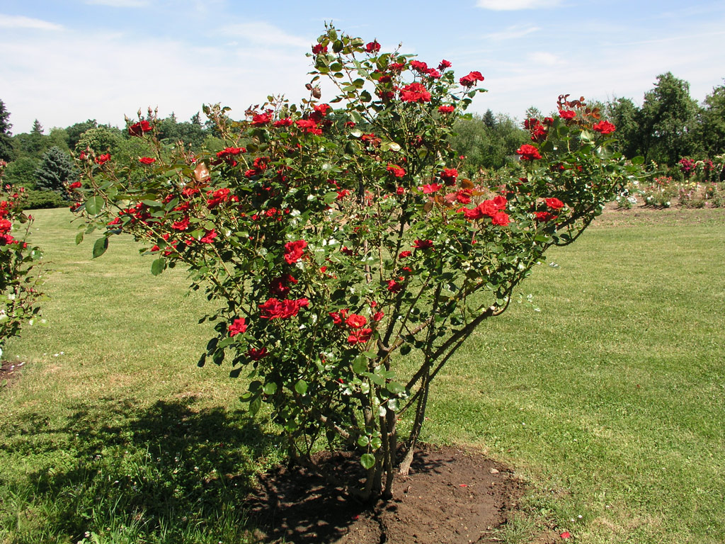 růže Parkdirektor Riggers