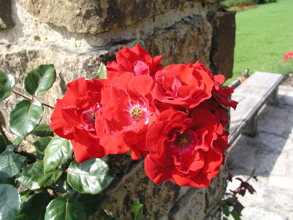 růže Parkdirektor Riggers