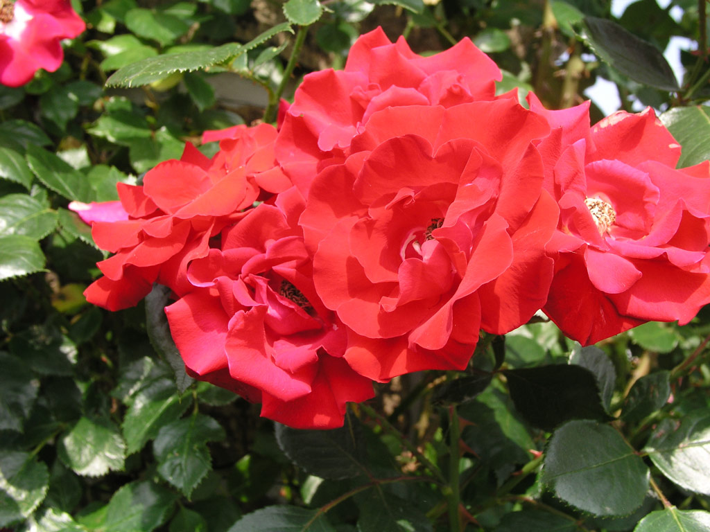 růže Parkdirektor Riggers