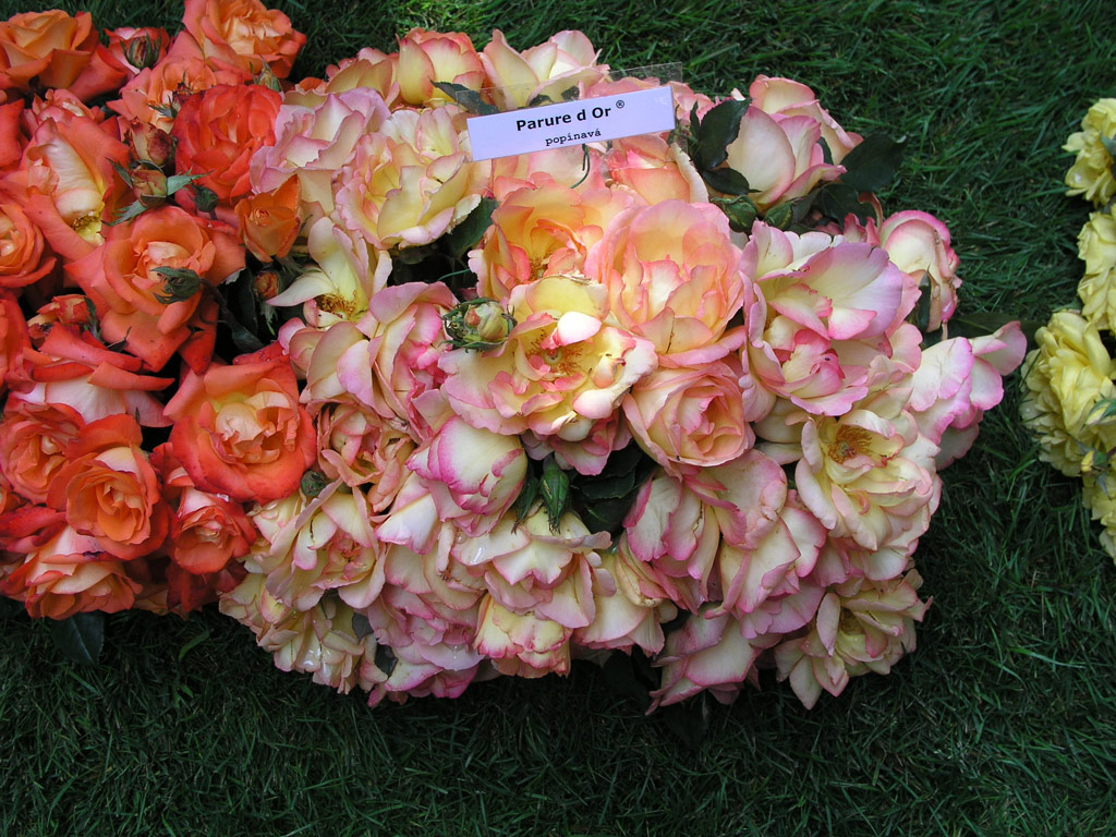 růže Parure dOr