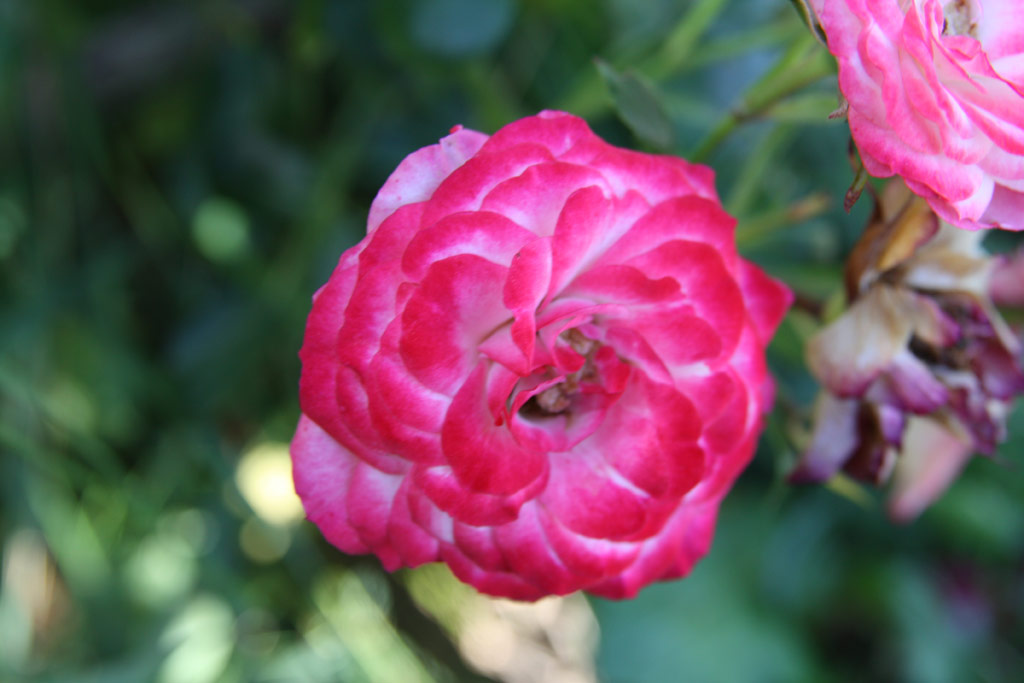 růže Patte de Velours