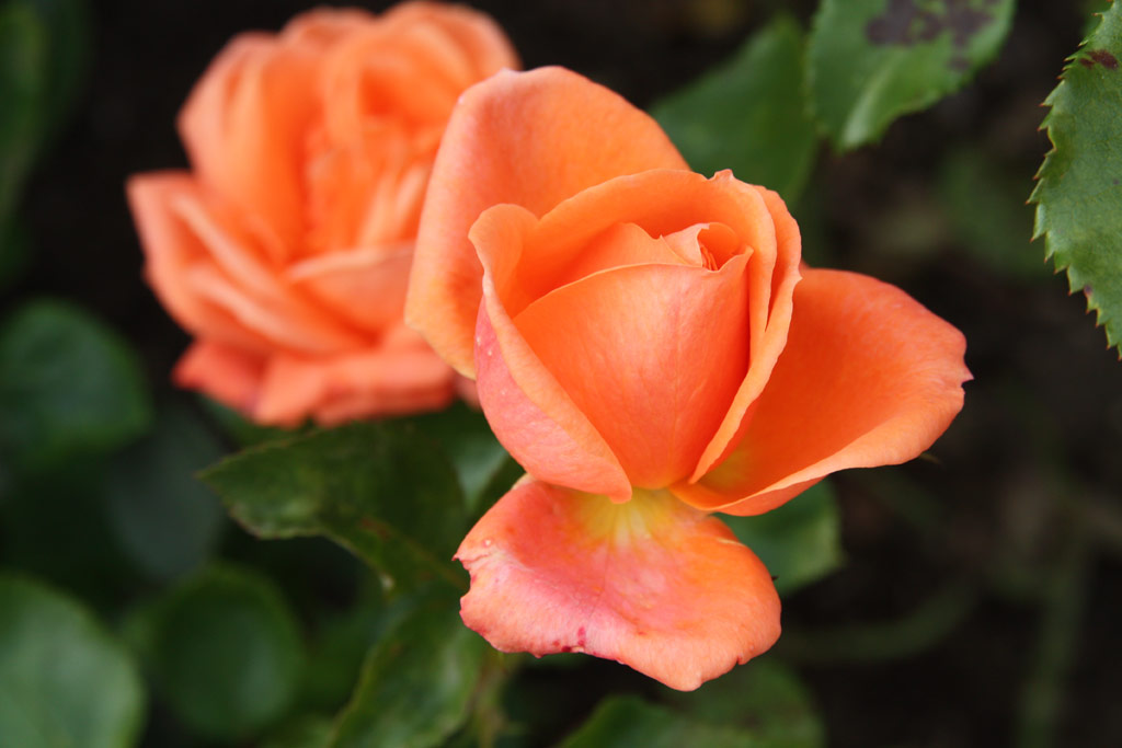 růže Paula Scholle II