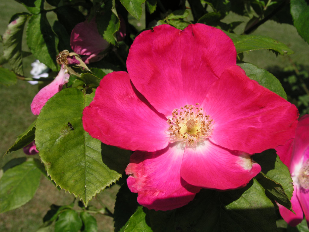 růže Paul�s Carmine Pillar