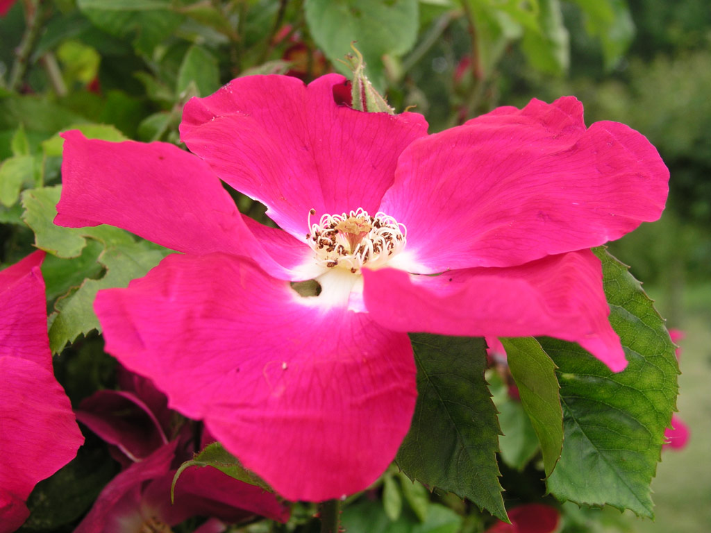 růže Pauls Carmine Pillar