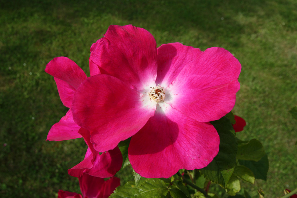 růže Pauls Carmine Pillar