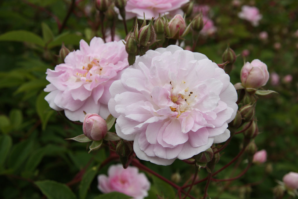 růže Paul�s Himalayan Musk
