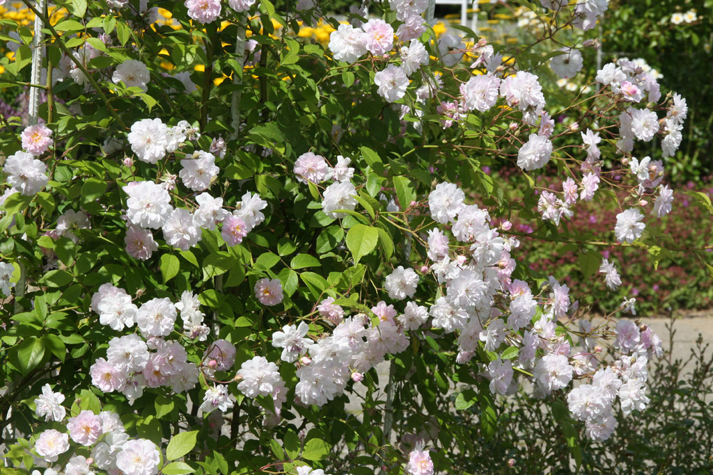 růže Pauls Himalayan Musk