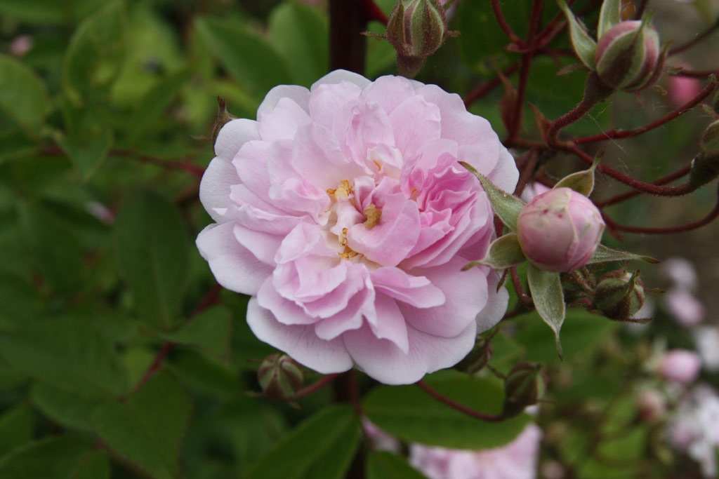 růže Pauls Himalayan Musk