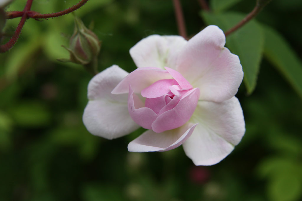 růže Pauls Himalayan Musk