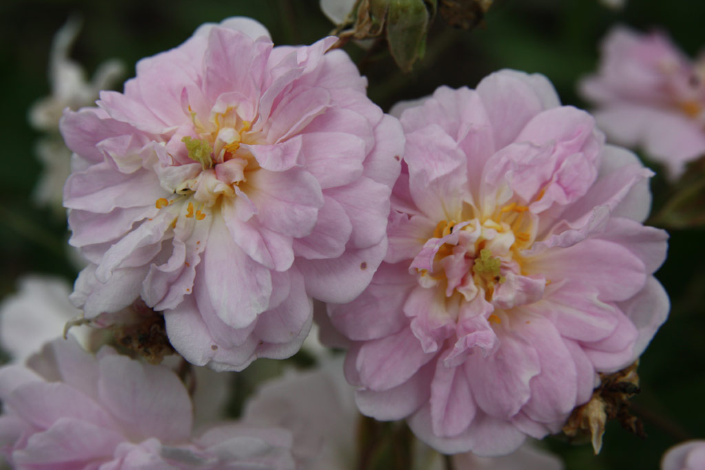 růže Pauls Himalayan Musk